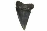 Fossil Broad-Toothed Mako Tooth - South Carolina #295768-1
